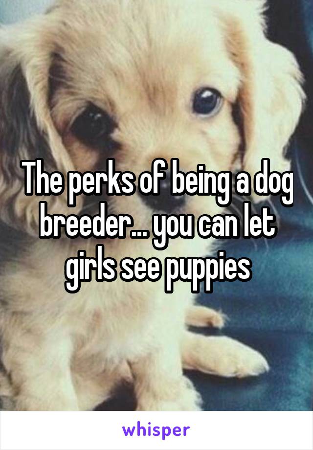 The perks of being a dog breeder... you can let girls see puppies