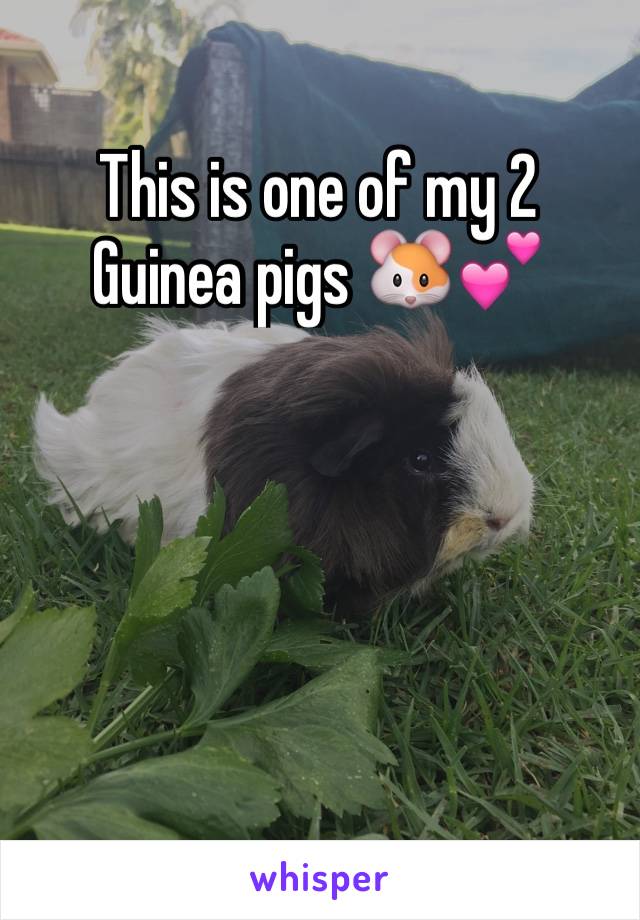 This is one of my 2 Guinea pigs 🐹💕