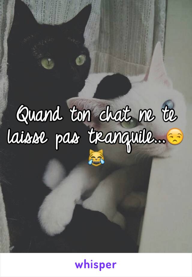 Quand ton chat ne te laisse pas tranquile...😒😹