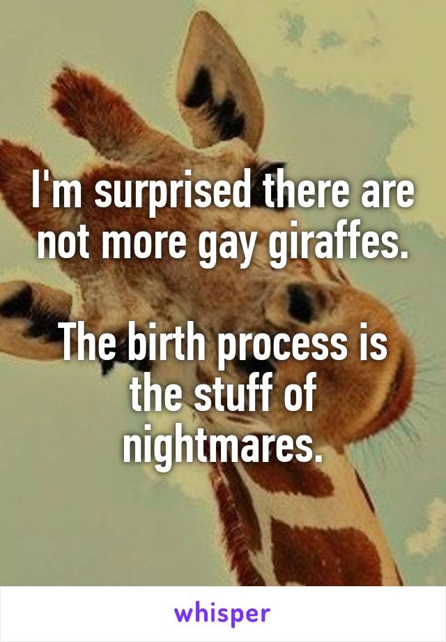 I'm surprised there are not more gay giraffes.

The birth process is the stuff of nightmares.