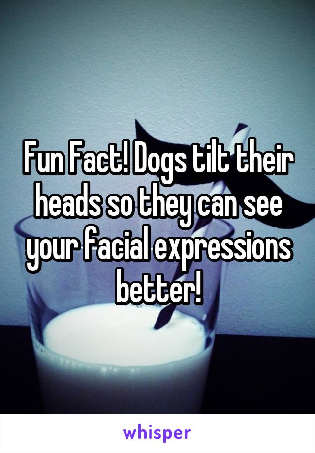 Fun Fact! Dogs tilt their heads so they can see your facial expressions better!