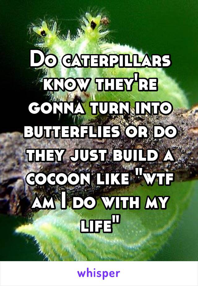 Do caterpillars know they're gonna turn into butterflies or do they just build a cocoon like "wtf am I do with my life"