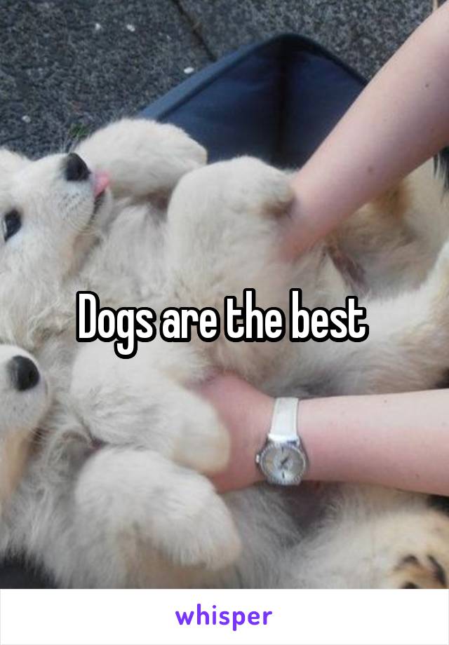 Dogs are the best 