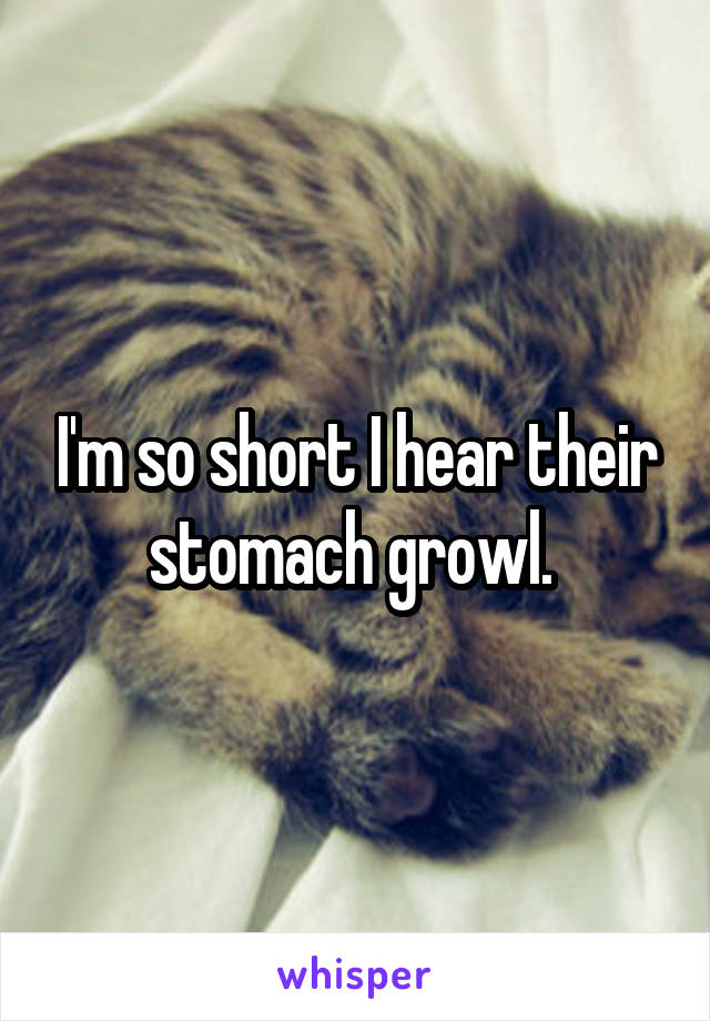 I'm so short I hear their stomach growl. 