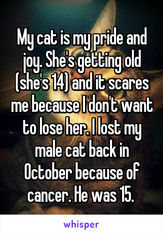 My cat is my pride and joy. She's getting old (she's 14) and it scares me because I don't want to lose her. I lost my male cat back in October because of cancer. He was 15. 