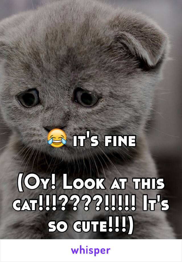 😂 it's fine

(Oy! Look at this cat!!!????!!!!! It's so cute!!!)