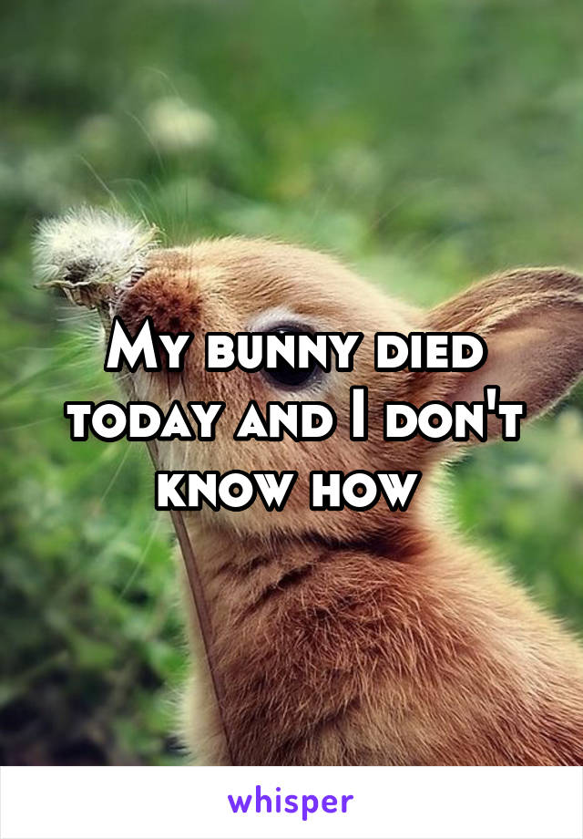 My bunny died today and I don't know how 