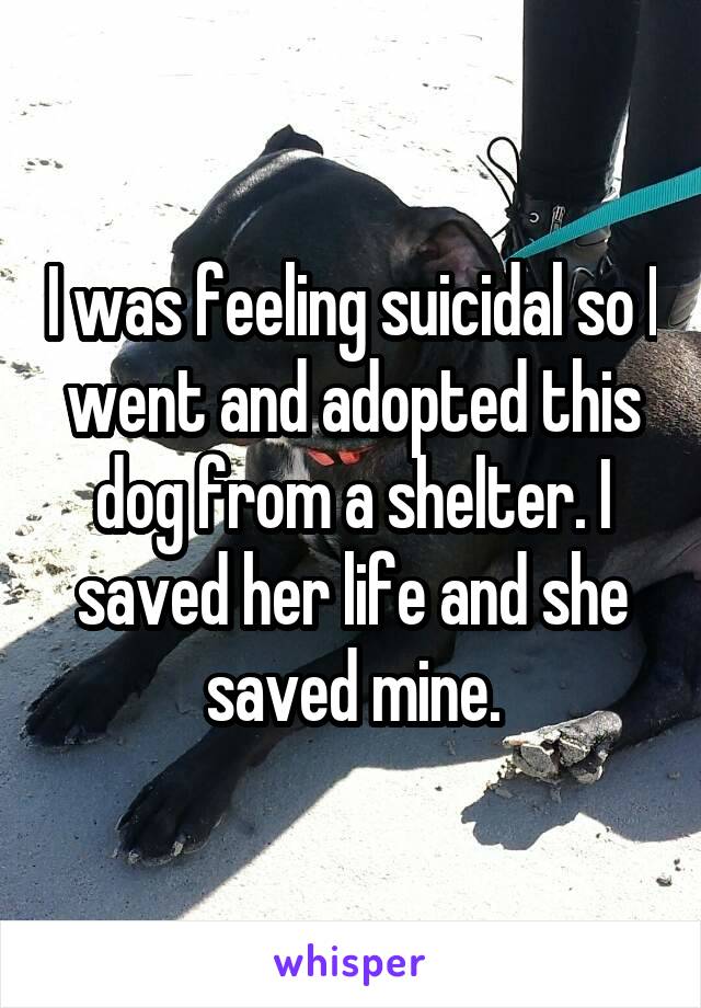 I was feeling suicidal so I went and adopted this dog from a shelter. I saved her life and she saved mine.