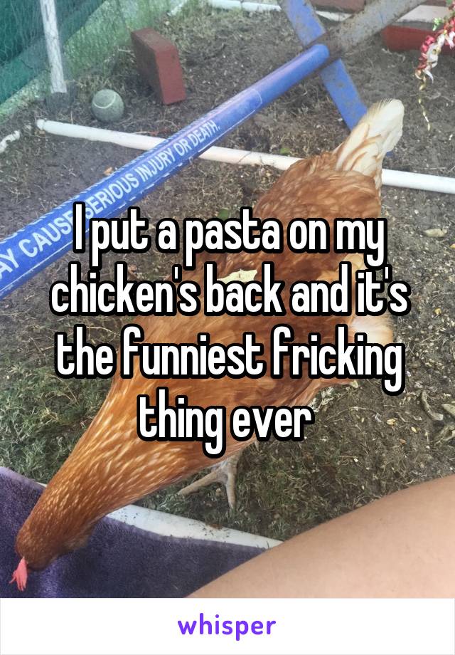 I put a pasta on my chicken's back and it's the funniest fricking thing ever 