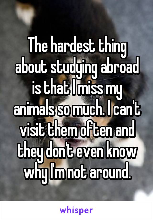 The hardest thing about studying abroad is that I miss my animals so much. I can't visit them often and they don't even know why I'm not around.