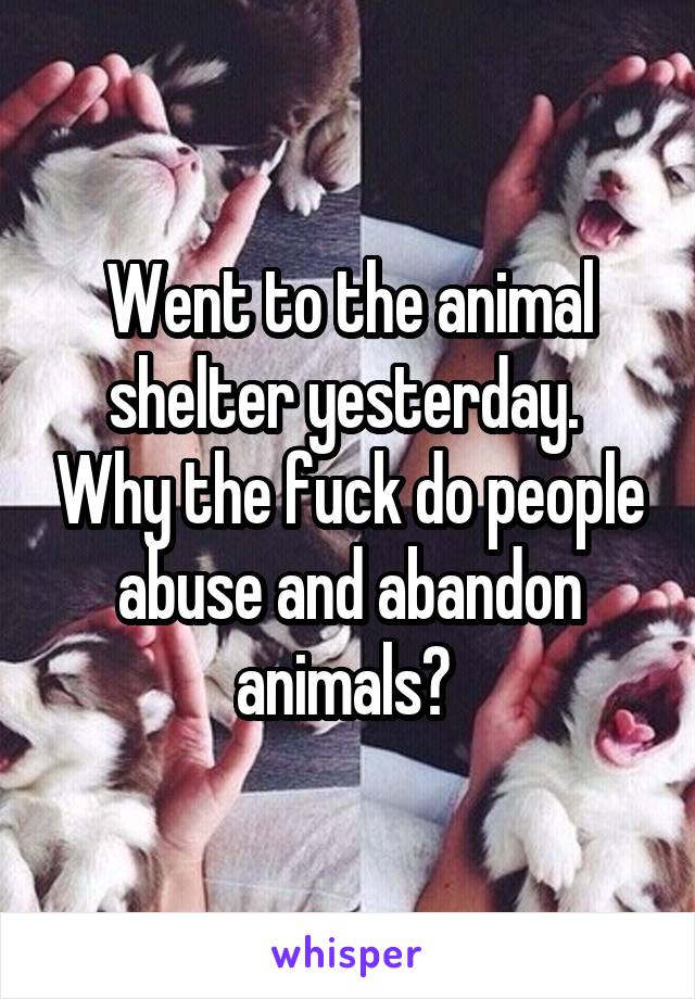 Went to the animal shelter yesterday.  Why the fuck do people abuse and abandon animals? 