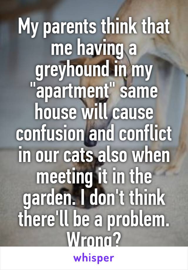 My parents think that me having a greyhound in my "apartment" same house will cause confusion and conflict in our cats also when meeting it in the garden. I don't think there'll be a problem. Wrong?