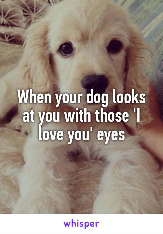 When your dog looks at you with those 'I love you' eyes