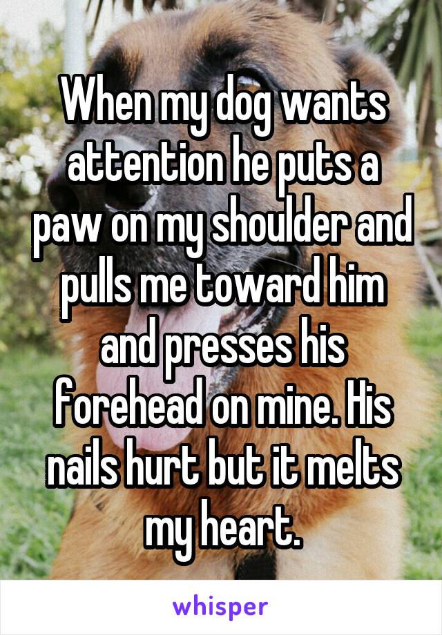 When my dog wants attention he puts a paw on my shoulder and pulls me toward him and presses his forehead on mine. His nails hurt but it melts my heart.