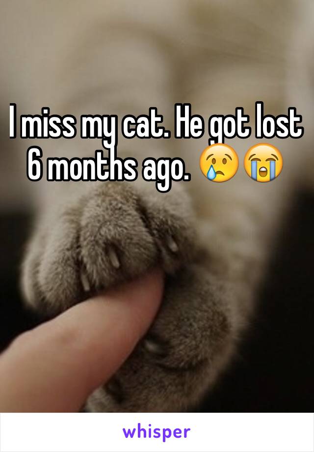 I miss my cat. He got lost 6 months ago. 😢😭