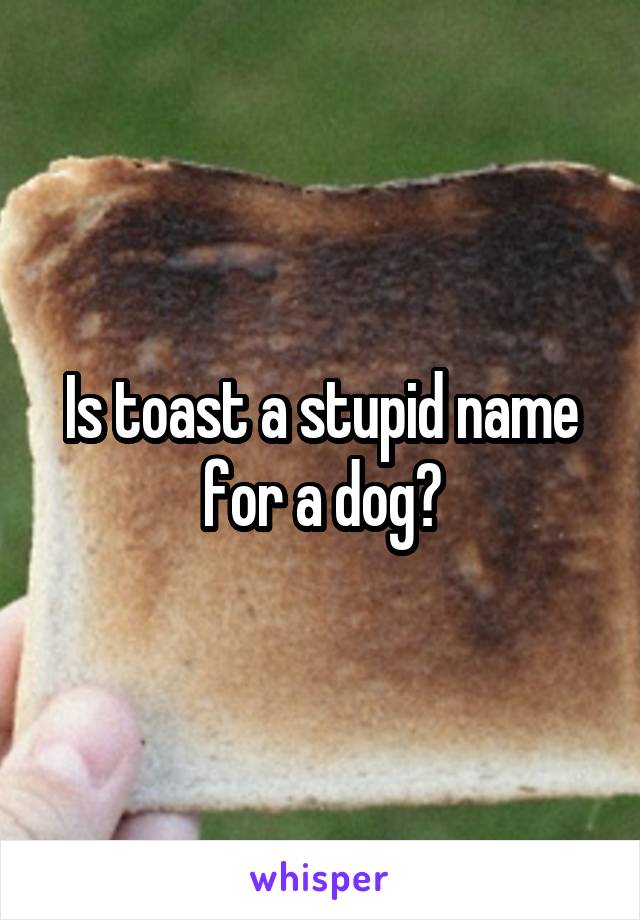 Is toast a stupid name for a dog?