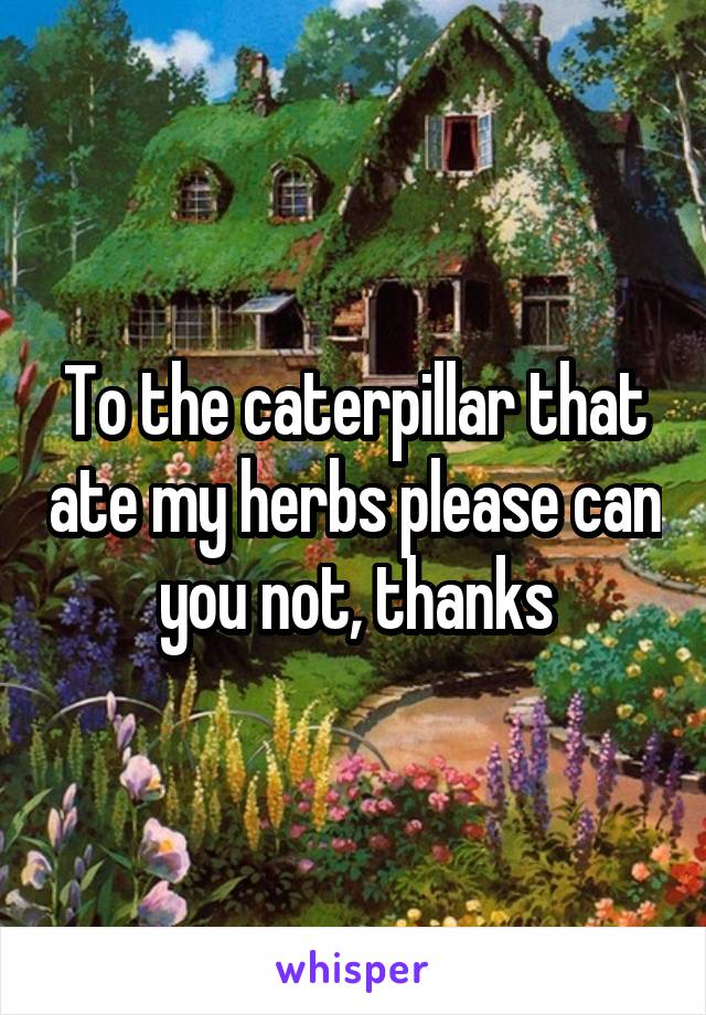 To the caterpillar that ate my herbs please can you not, thanks