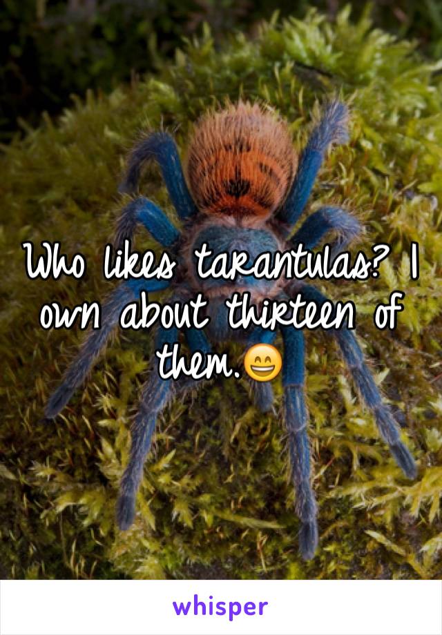 Who likes tarantulas? I own about thirteen of them.😄