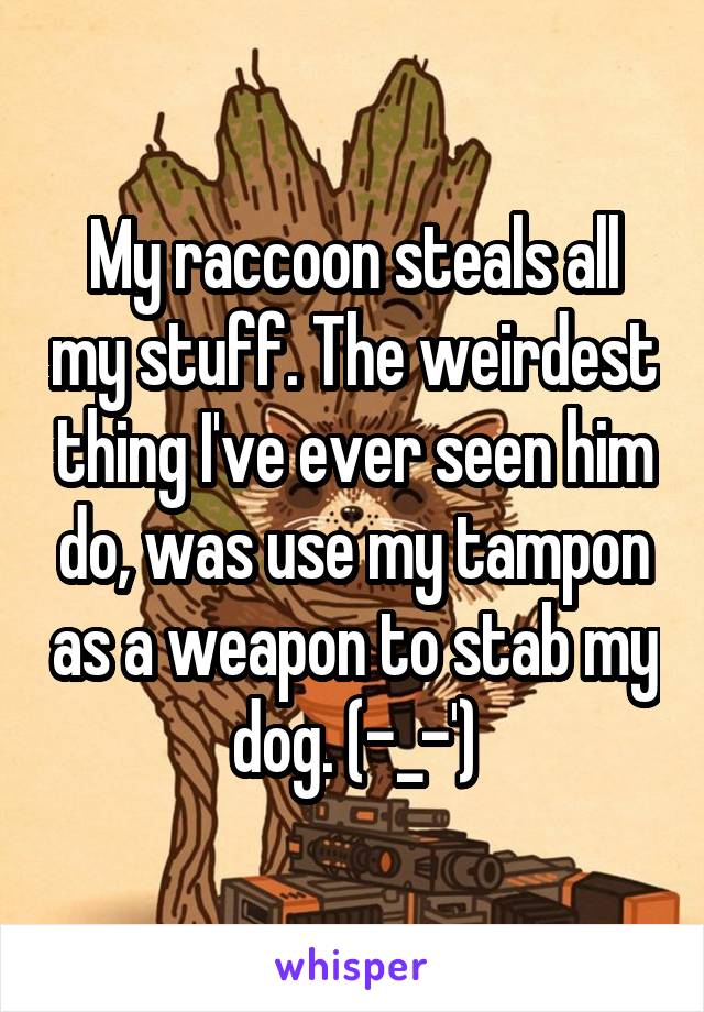 My raccoon steals all my stuff. The weirdest thing I've ever seen him do, was use my tampon as a weapon to stab my dog. (-_-')