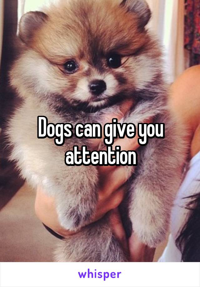 Dogs can give you attention