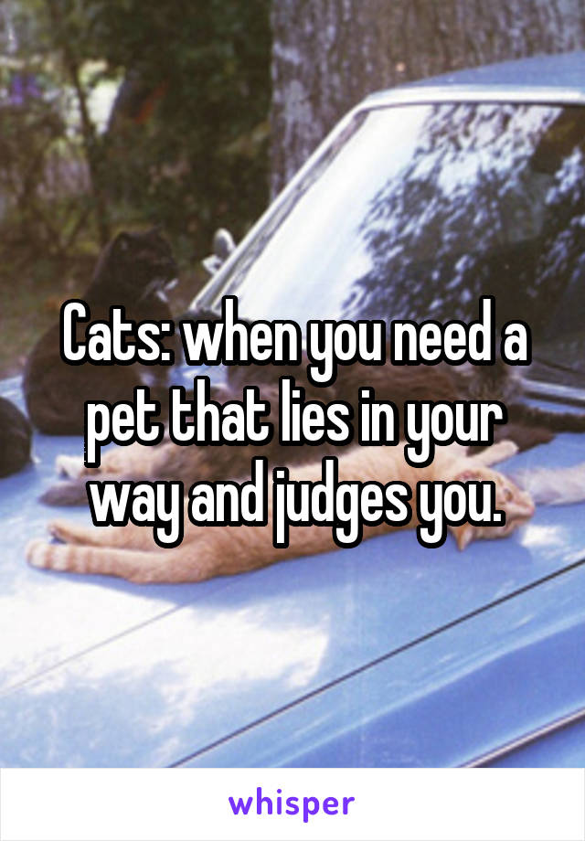 Cats: when you need a pet that lies in your way and judges you.