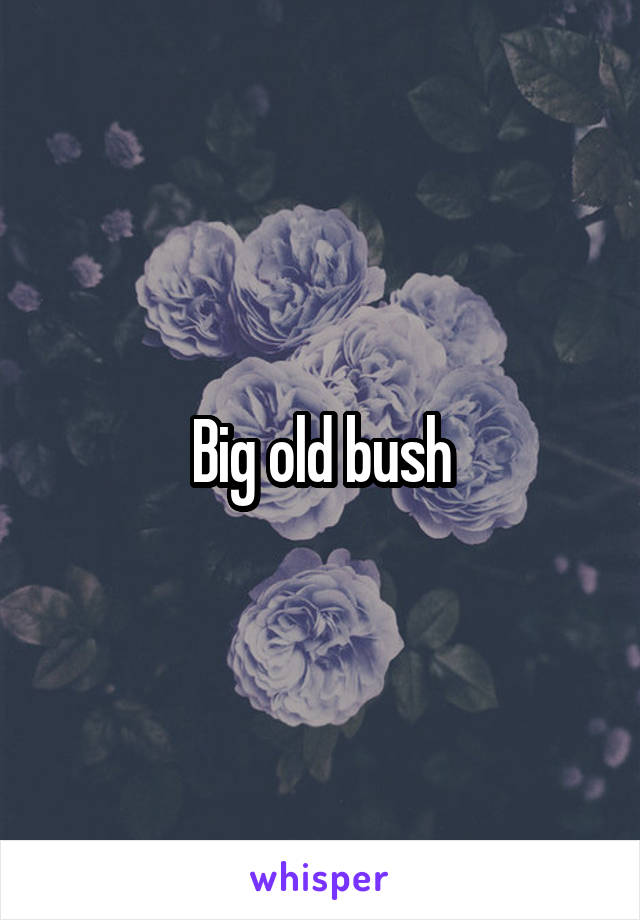 Big old bush