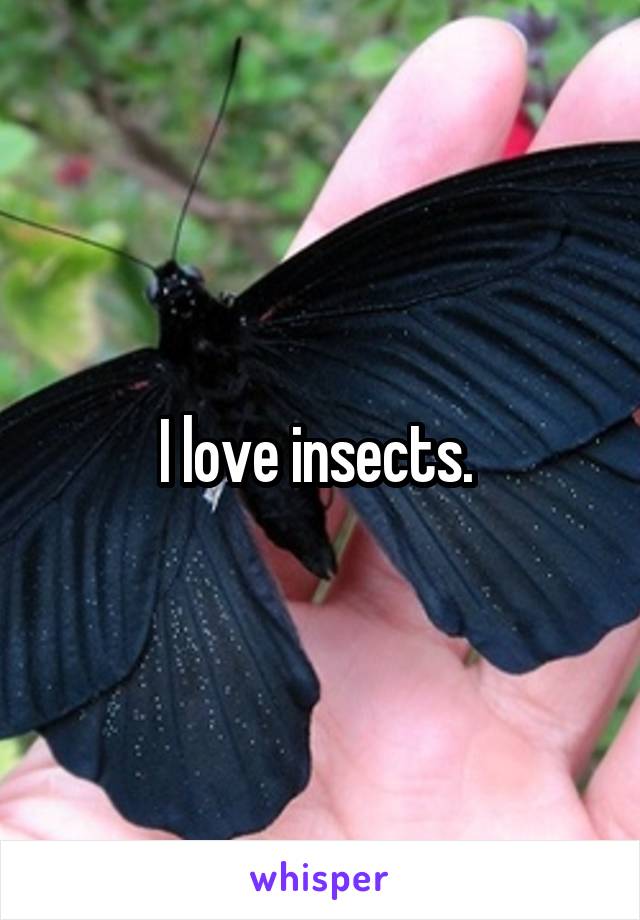 I love insects. 