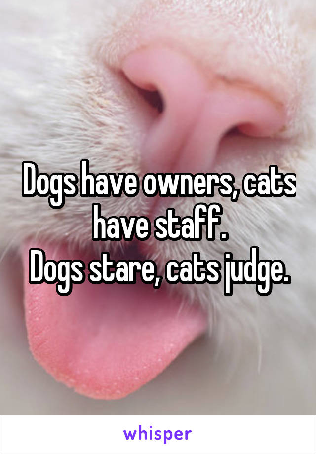 Dogs have owners, cats have staff.
Dogs stare, cats judge.