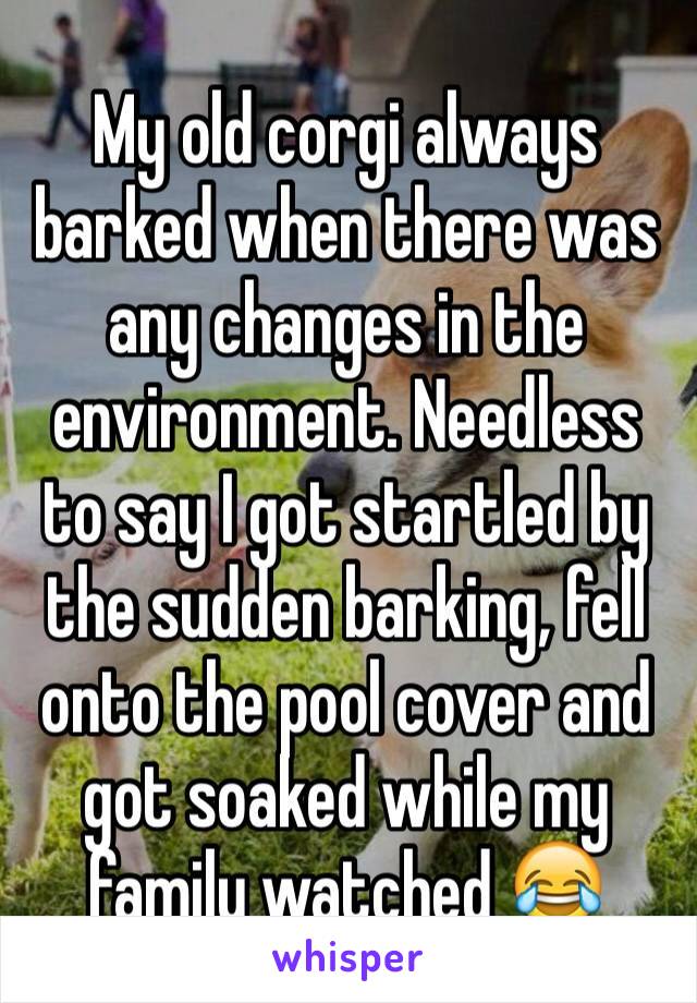 My old corgi always barked when there was any changes in the environment. Needless to say I got startled by the sudden barking, fell onto the pool cover and got soaked while my family watched 😂