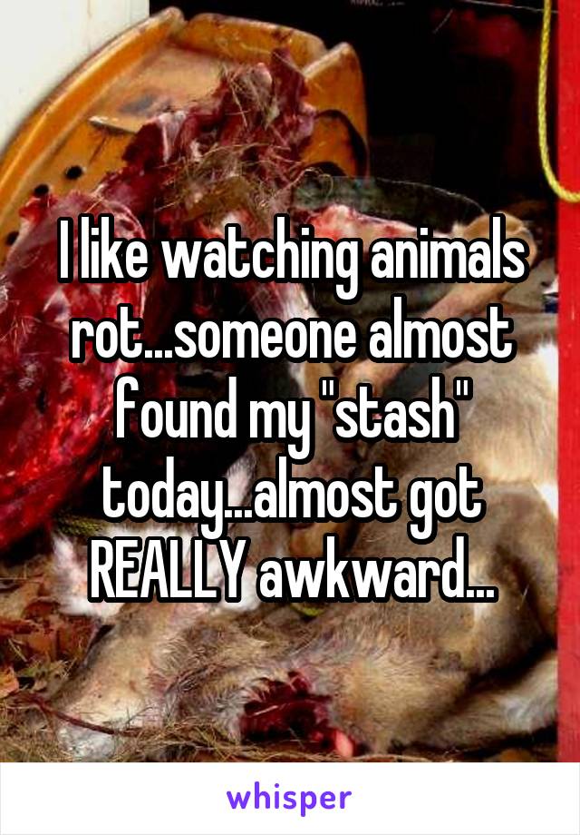 I like watching animals rot...someone almost found my "stash" today...almost got REALLY awkward...