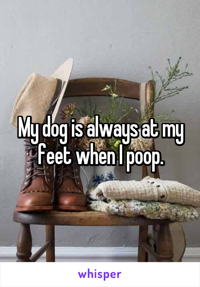 My dog is always at my feet when I poop.