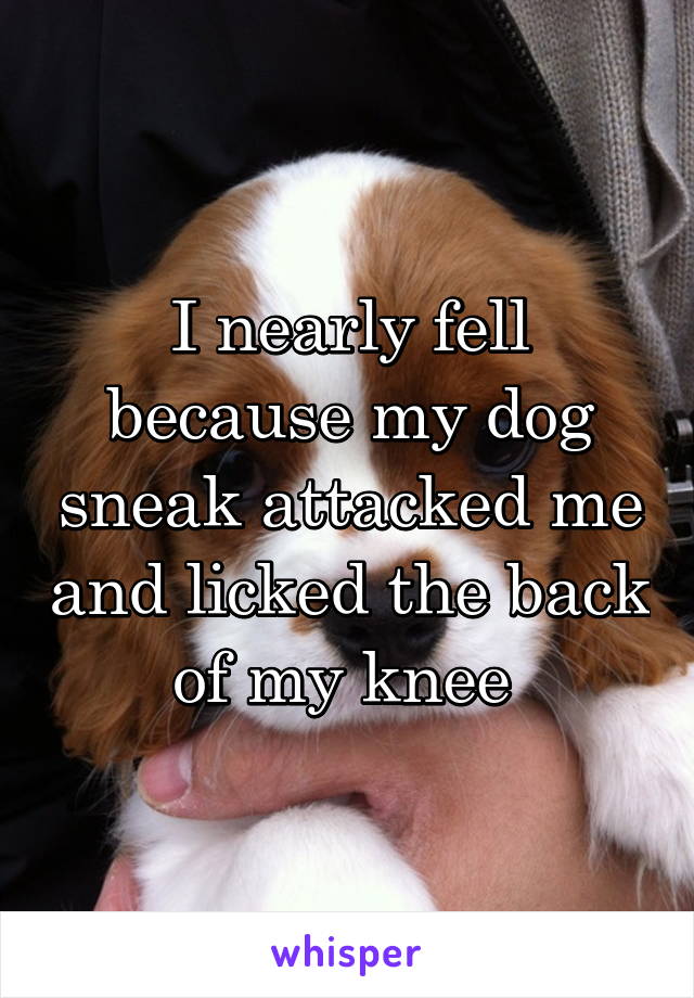 I nearly fell because my dog sneak attacked me and licked the back of my knee 