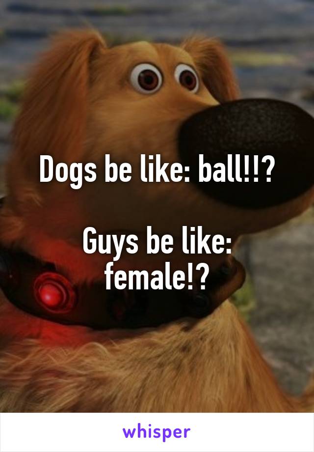 Dogs be like: ball!!?

Guys be like: female!?