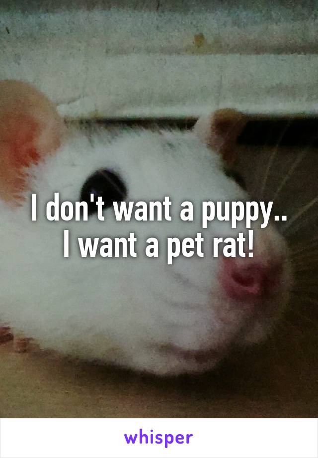 I don't want a puppy..
I want a pet rat!