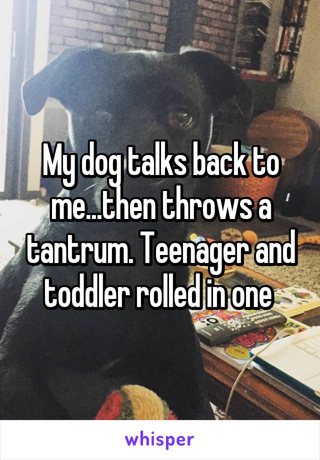 My dog talks back to me...then throws a tantrum. Teenager and toddler rolled in one 