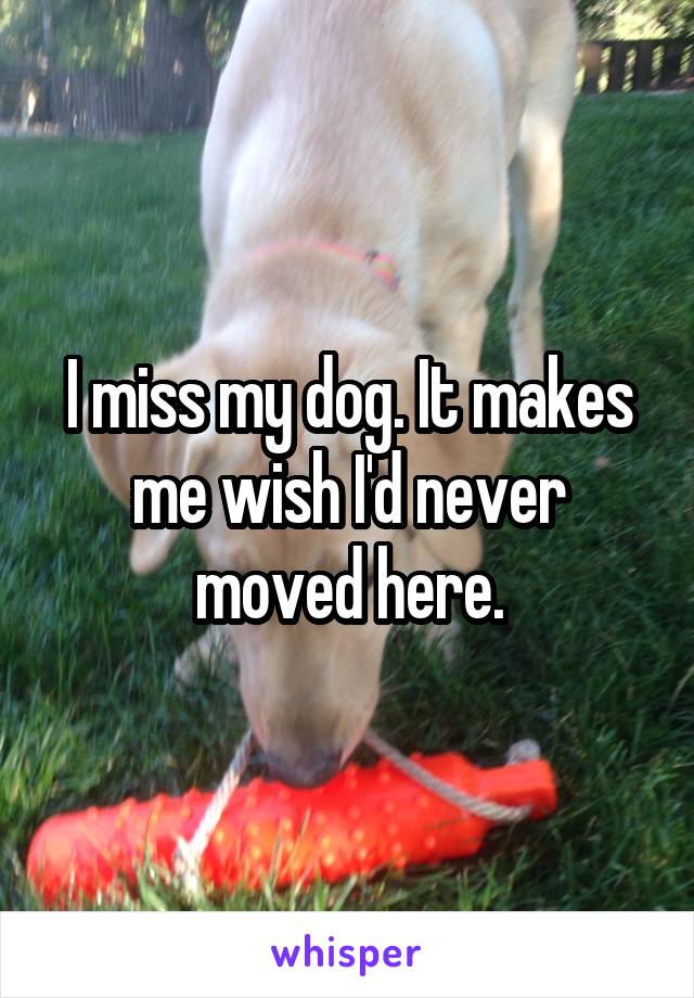 I miss my dog. It makes me wish I'd never moved here.