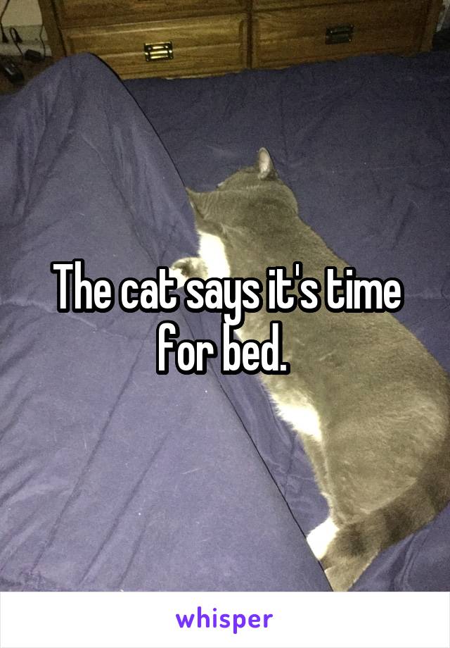 The cat says it's time for bed. 