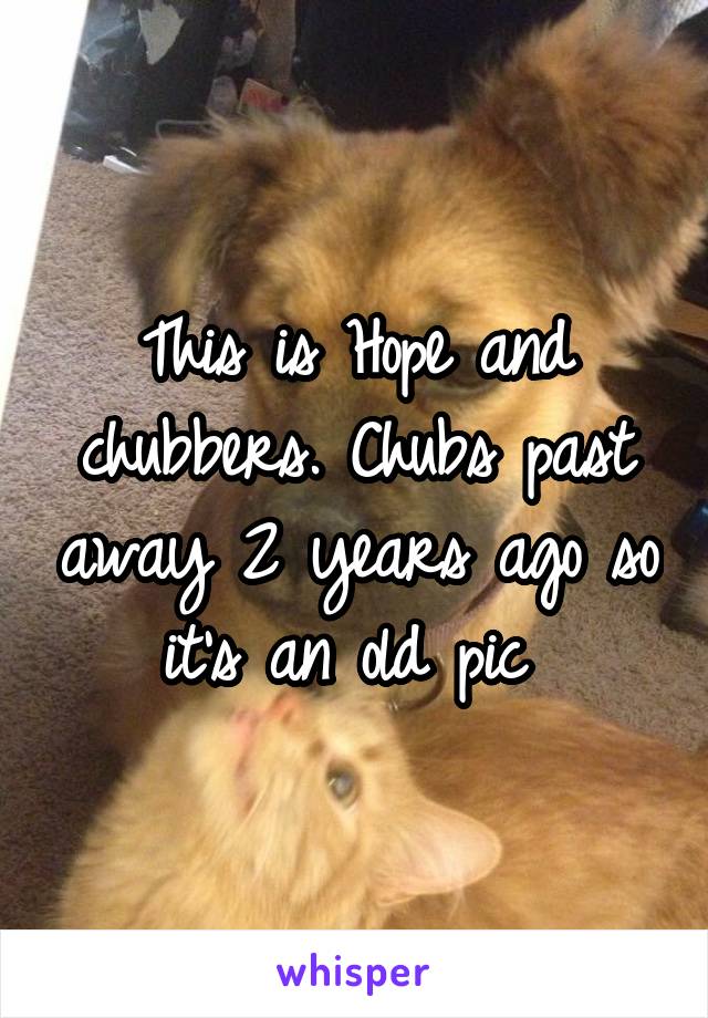 This is Hope and chubbers. Chubs past away 2 years ago so it's an old pic 