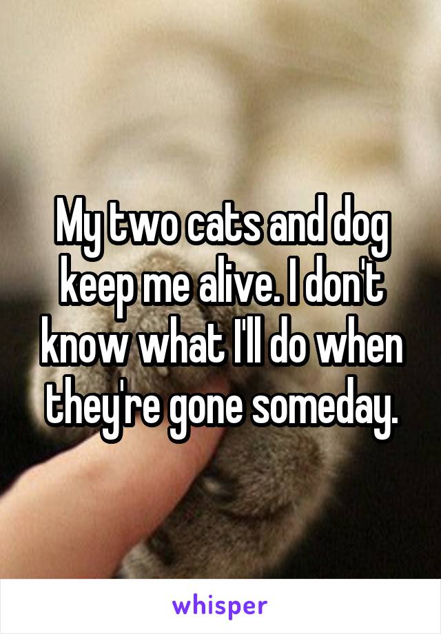 My two cats and dog keep me alive. I don't know what I'll do when they're gone someday.