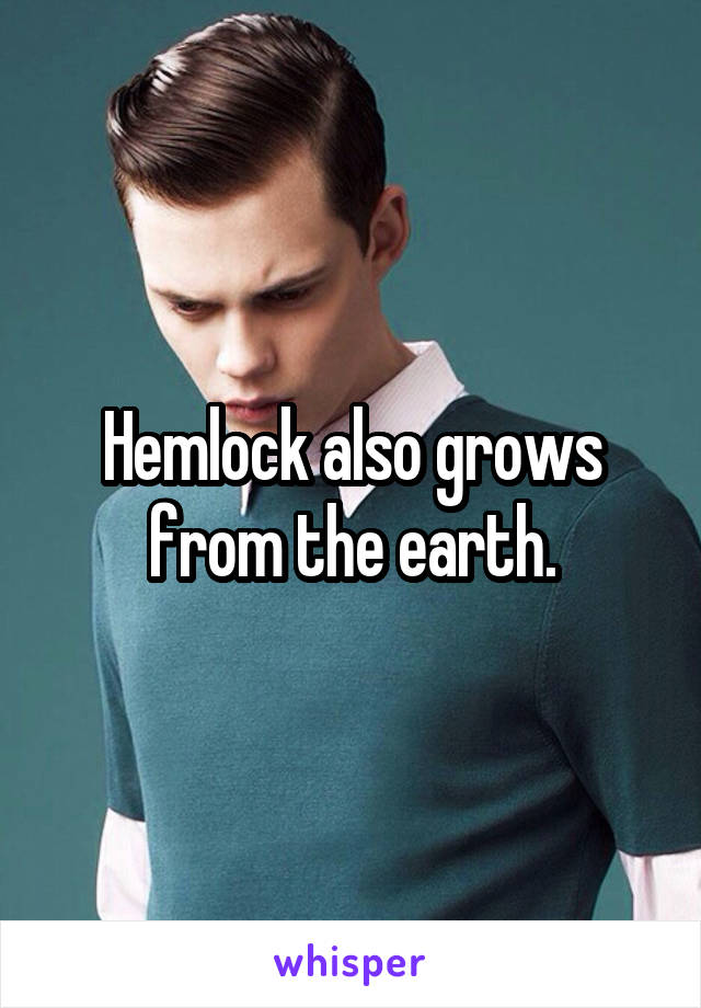 Hemlock also grows from the earth.