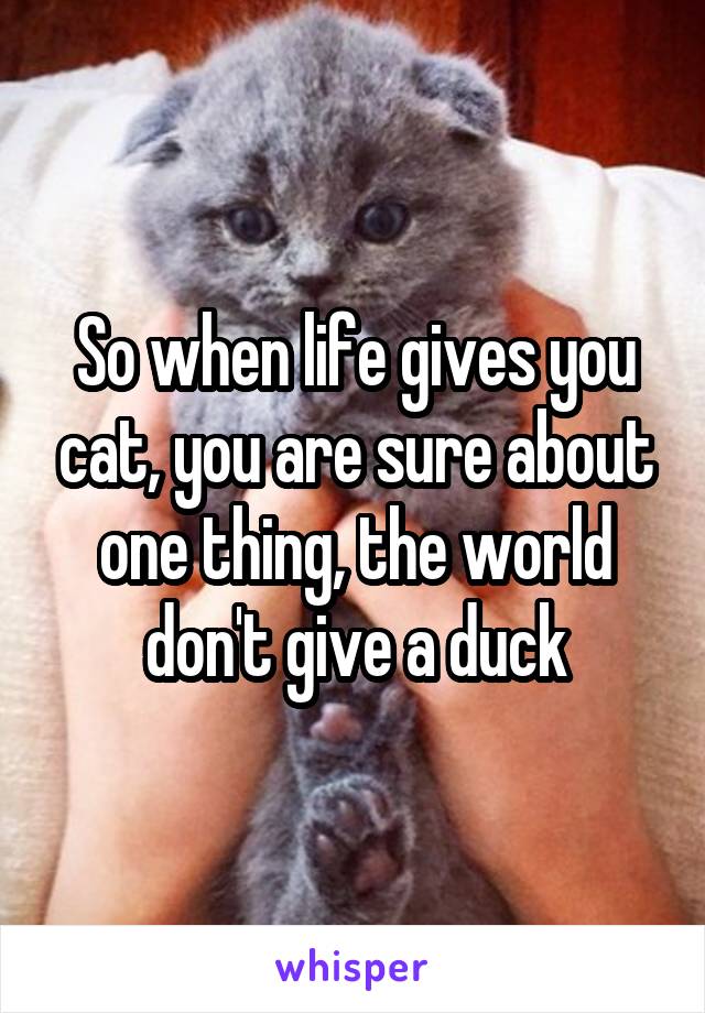 So when life gives you cat, you are sure about one thing, the world don't give a duck