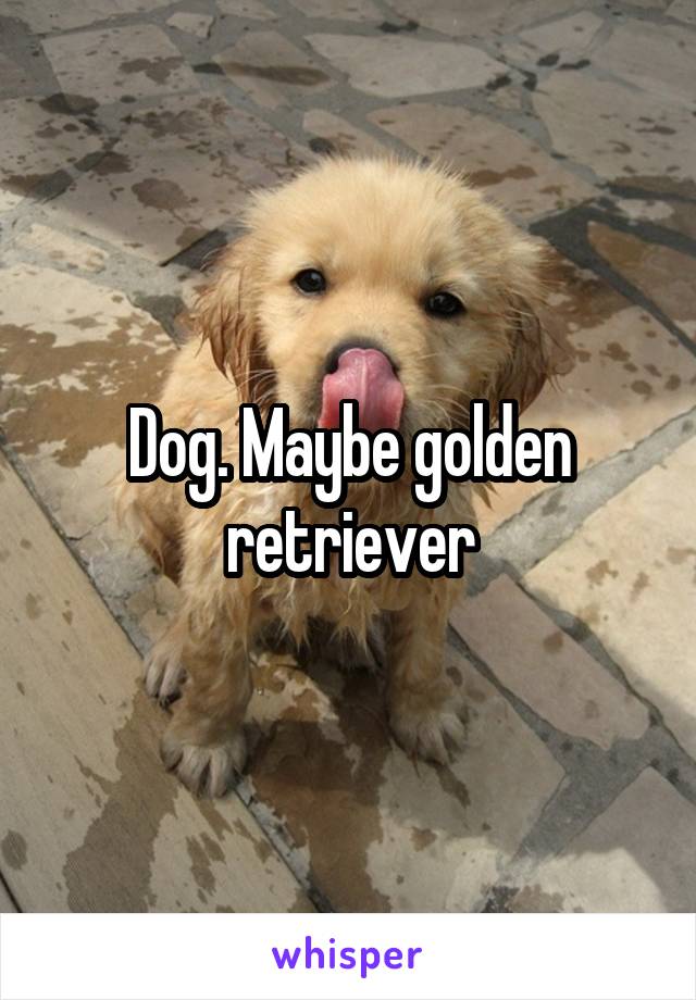 Dog. Maybe golden retriever