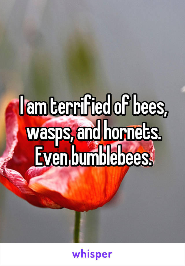 I am terrified of bees, wasps, and hornets. Even bumblebees.