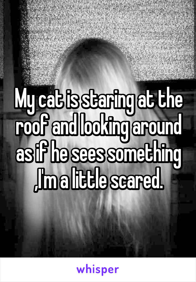 My cat is staring at the roof and looking around as if he sees something ,I'm a little scared.