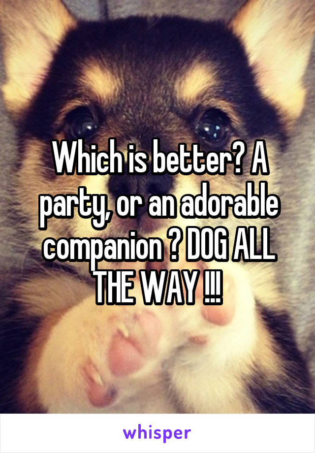 Which is better? A party, or an adorable companion ? DOG ALL THE WAY !!! 