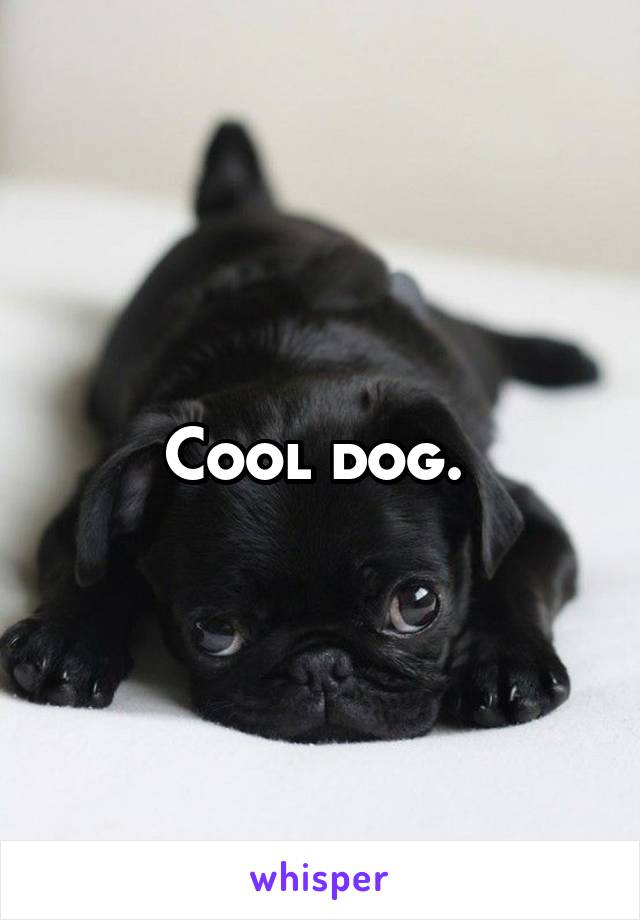 Cool dog. 