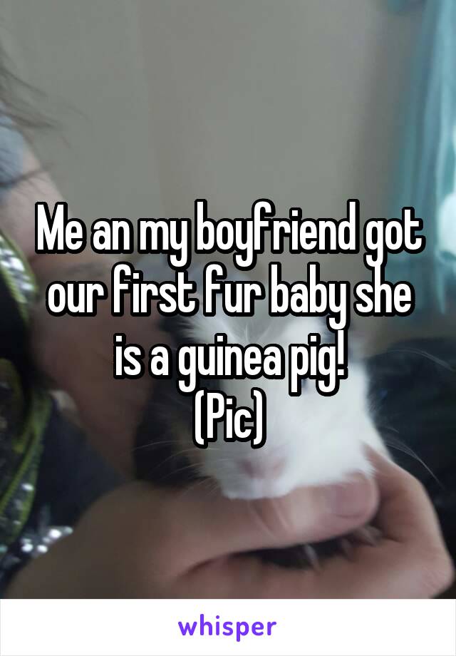 Me an my boyfriend got our first fur baby she is a guinea pig!
(Pic)