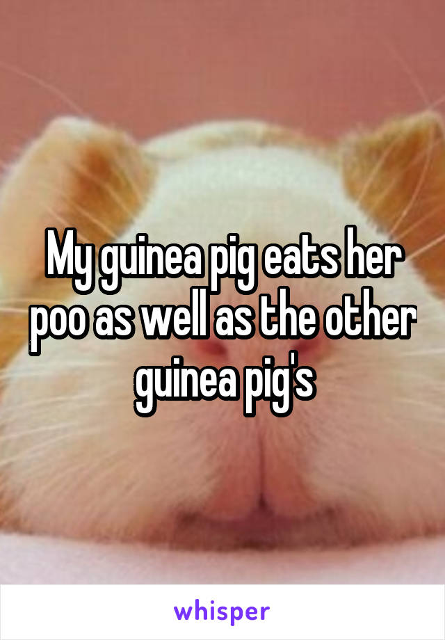 My guinea pig eats her poo as well as the other guinea pig's