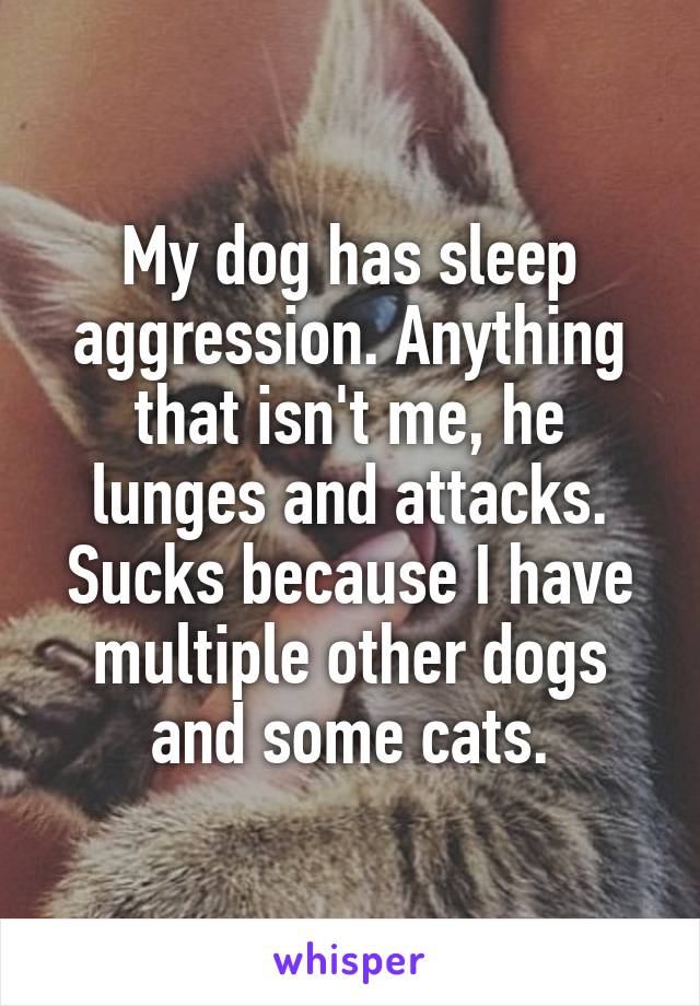 My dog has sleep aggression. Anything that isn't me, he lunges and attacks. Sucks because I have multiple other dogs and some cats.