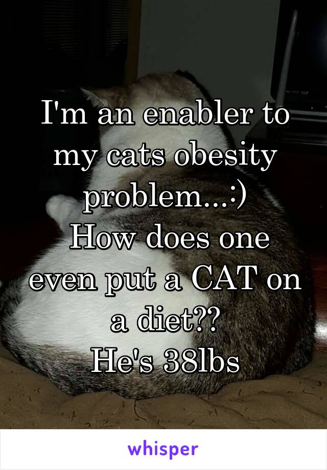 I'm an enabler to my cats obesity problem...:)
 How does one even put a CAT on a diet??
He's 38lbs